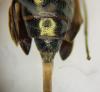 Oedemera lurida
